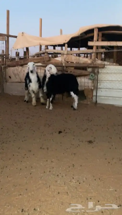 حايل نجديه طيبه للبيع 1