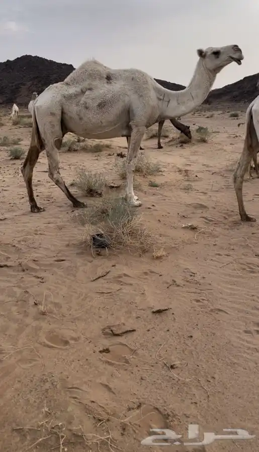 ناقه ضروبه 0