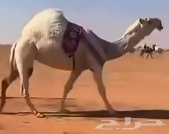 نجد حريات ابل 3