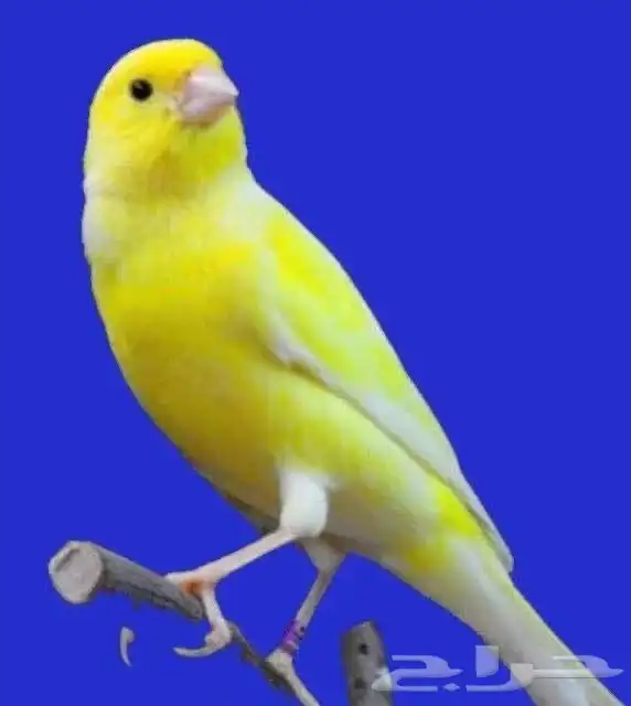فحول كناريه تغريد 1