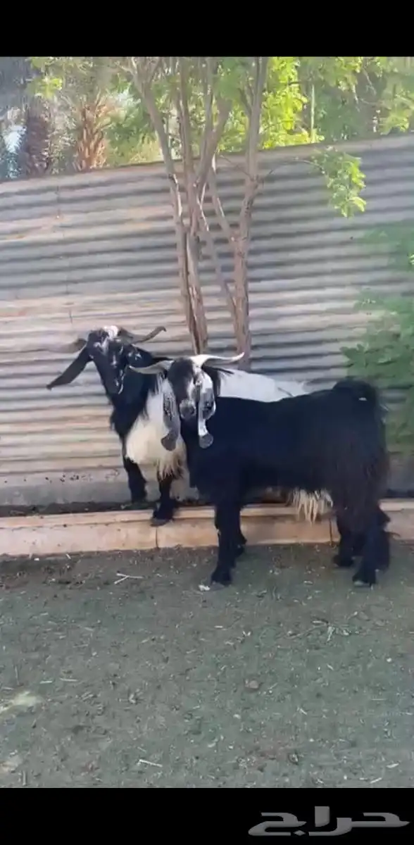 تيوس فحول 2