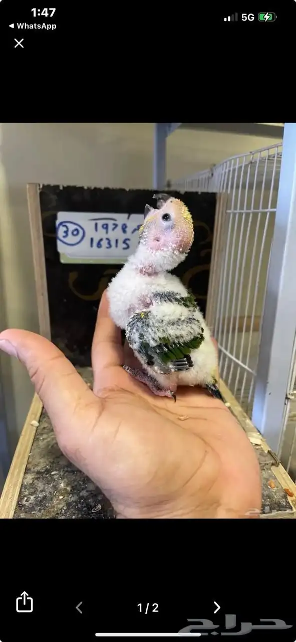 محمية الطيور المغرده فرخ صن كنيور 0