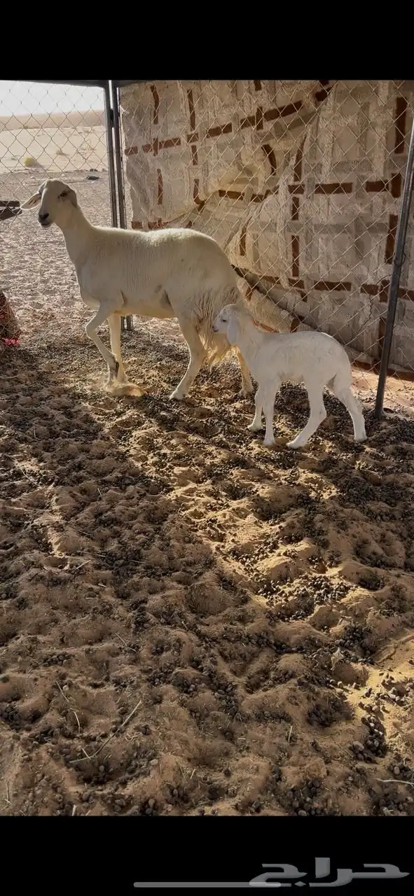 حريه سنها رباع عليها رخل سليمه 2