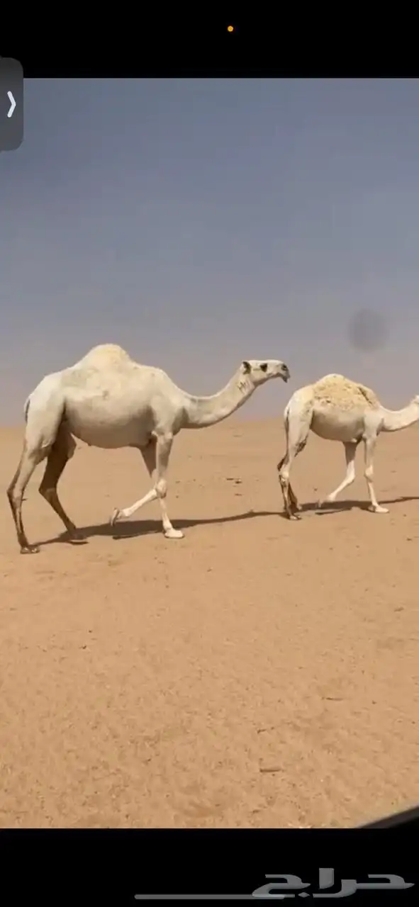 ناقه سدس للبيع 1