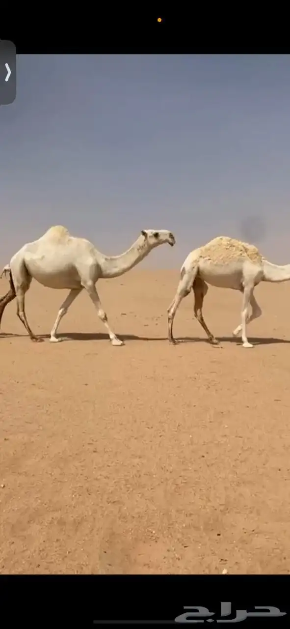 ناقه سدس للبيع 0