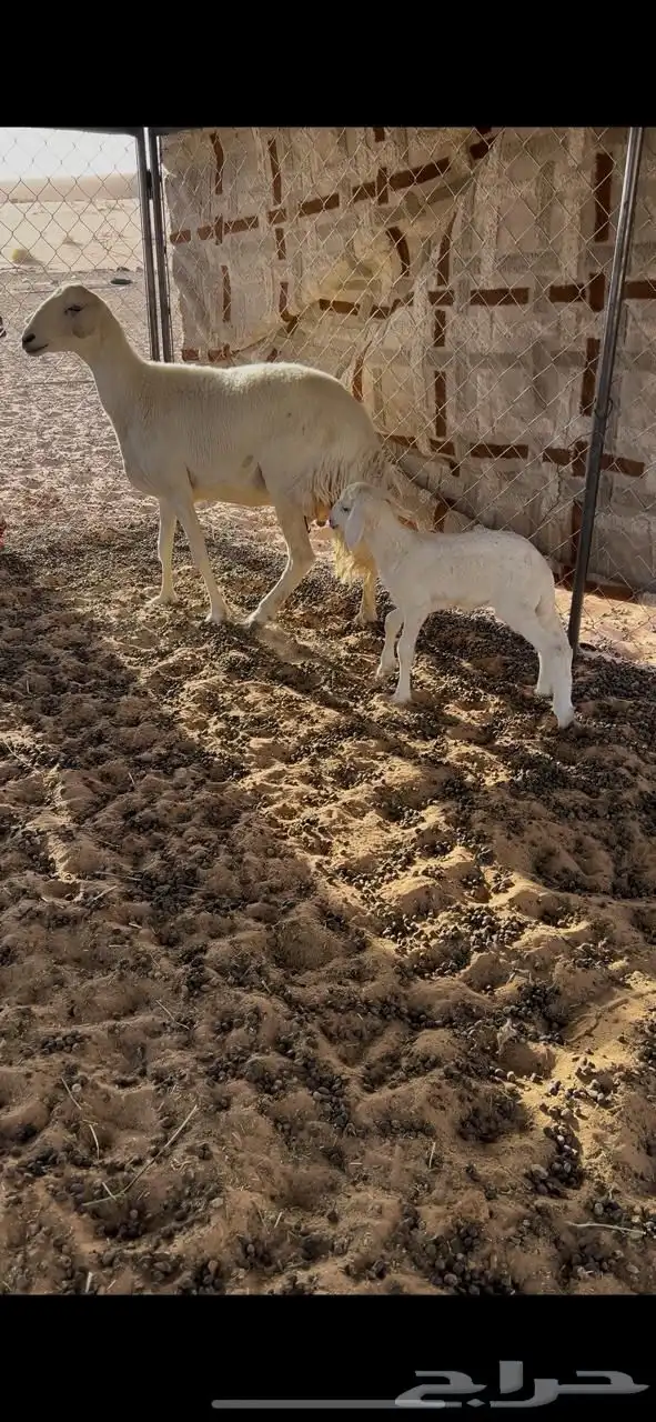 حريه سنها رباع عليها رخل سليمه 1