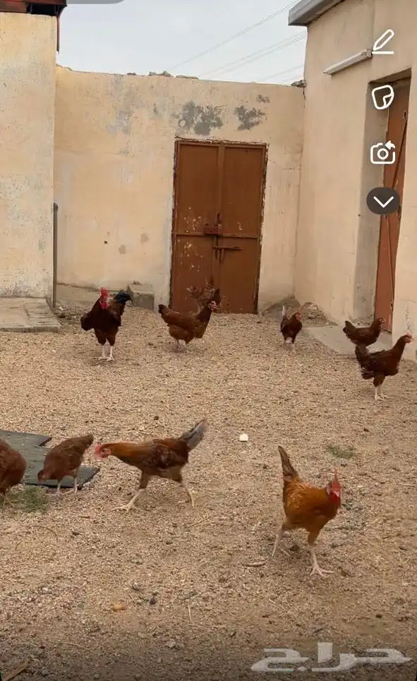 بيض فرنسي 3