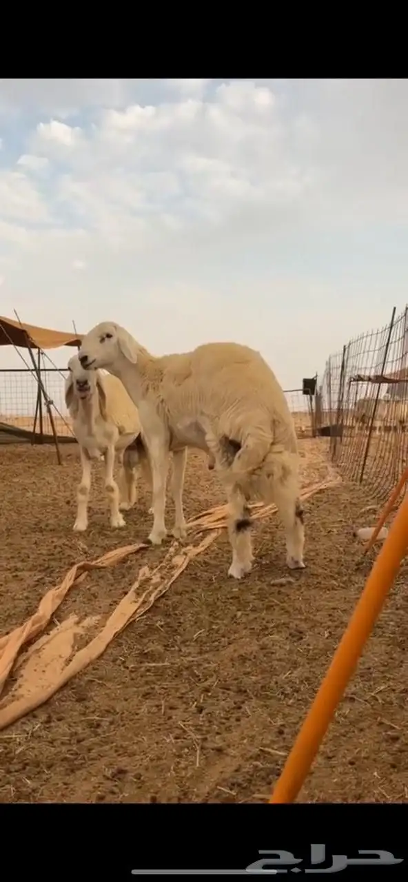 مشروع فحل حري صنف الصنف  تم البيييع خارج الموقع 0