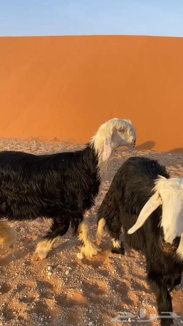 رخل نجديه طيبه 0
