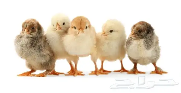 صوص فروخ دجاج 1