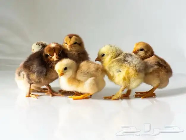 صوص فروخ دجاج 0