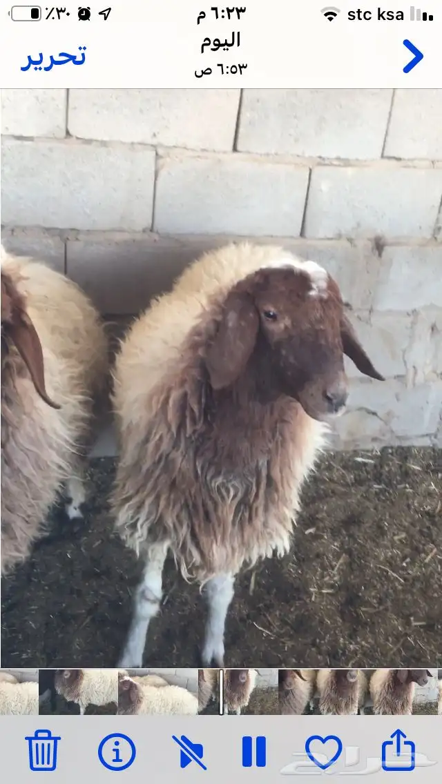 احواش الغنم طريق الروضة حايل 1