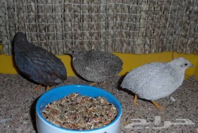 السمان الصيني الملكي 0