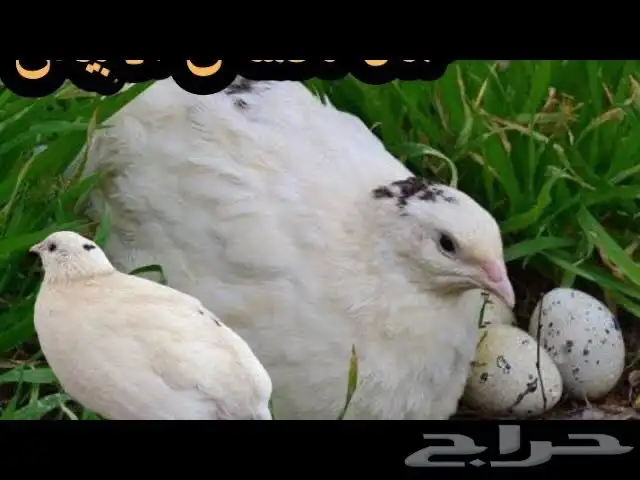 بيض سمان تكساس بيور 0