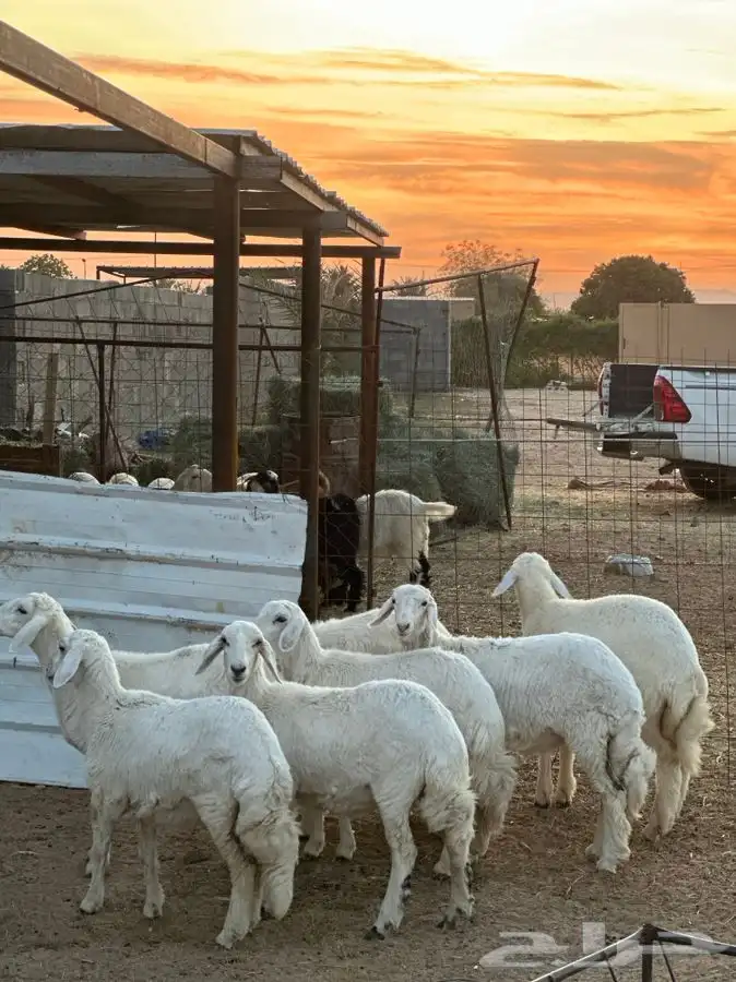 تيوس بريه وخرفان ورخال من بيشه 3