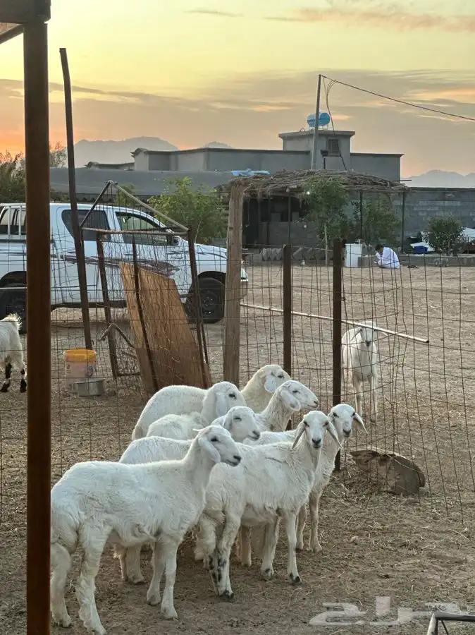 تيوس بريه وخرفان ورخال من بيشه 4