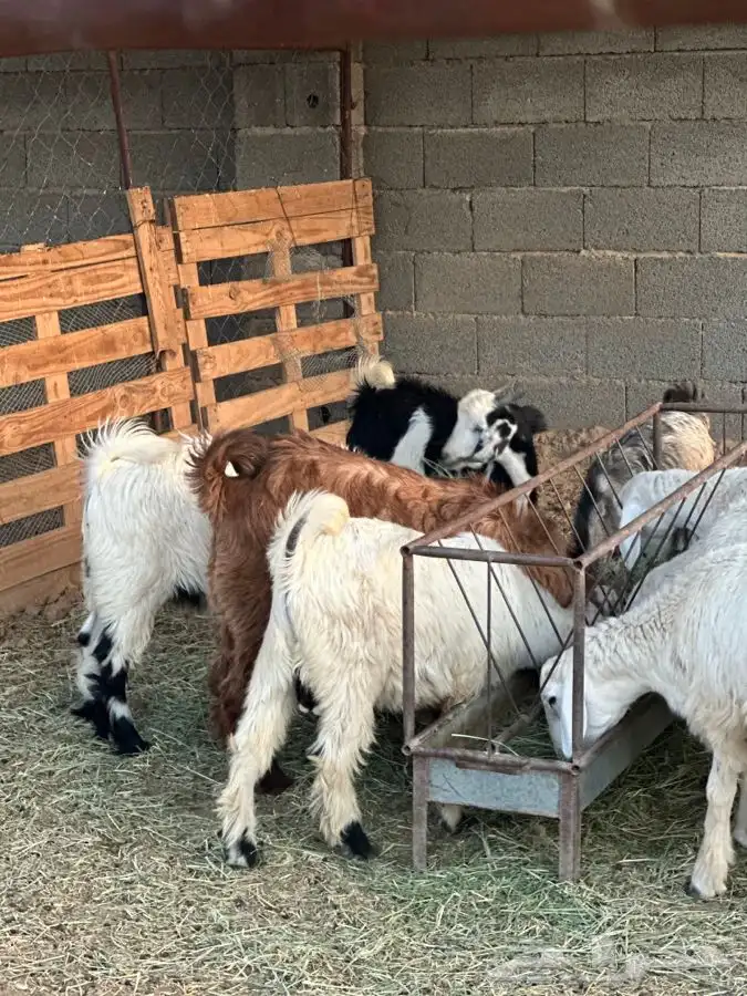 تيوس بريه وخرفان ورخال من بيشه 0