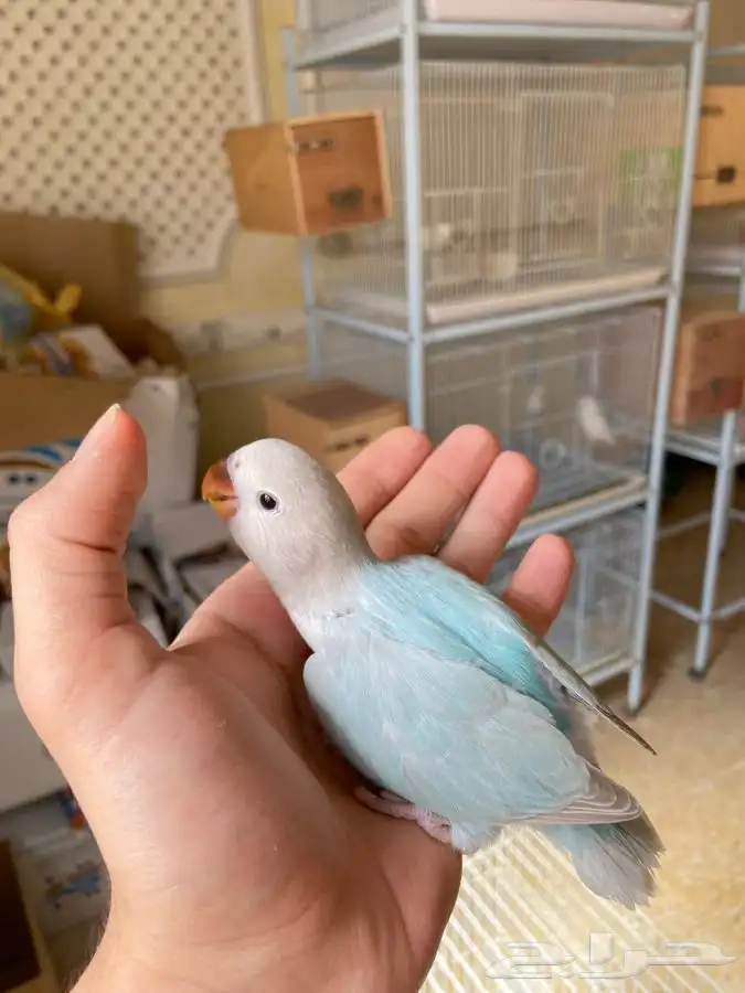 روز اليف 3