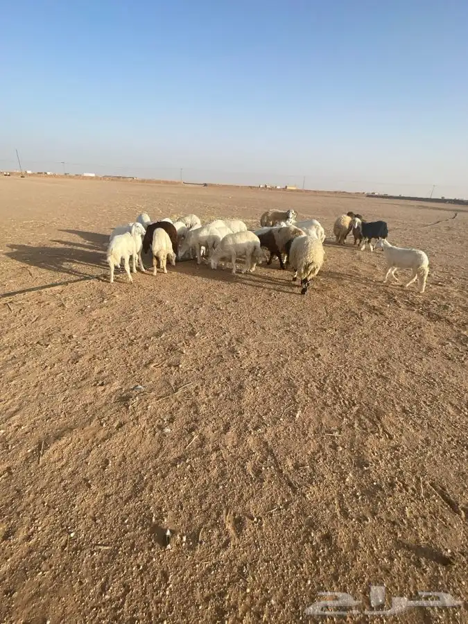 ذبايح 5