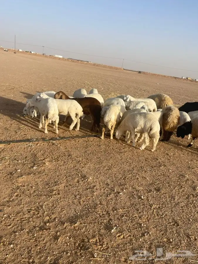 ذبايح 7