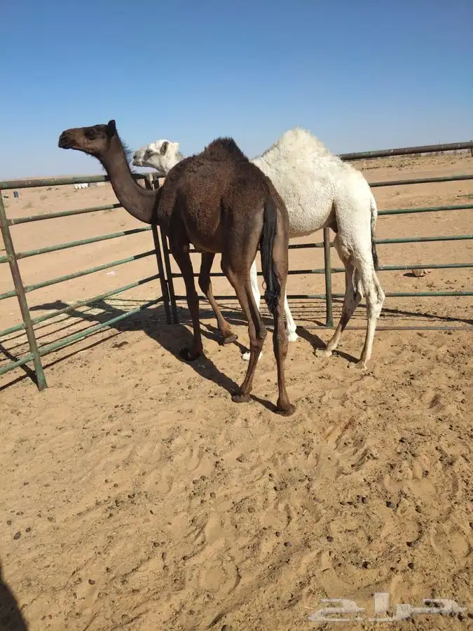 قعدان 3