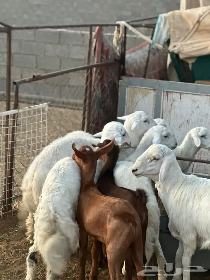 تيوس بريه وخرفان ورخال من بيشه 2