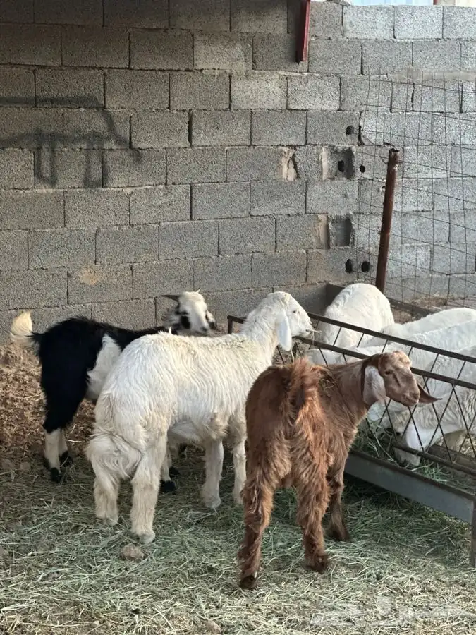 تيوس بريه وخرفان ورخال من بيشه 5