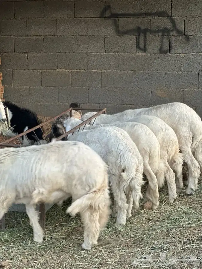 تيوس بريه وخرفان ورخال من بيشه 1