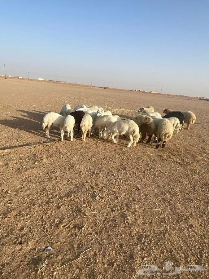 ذبايح 6