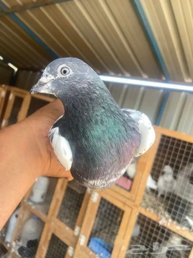 فيروز بوري 6