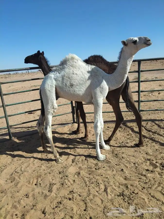 قعدان 1