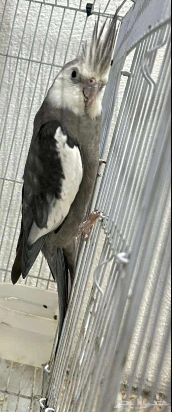 جوز كروان (هولندي وايت فيس وانثى وايت فيس بريل) 4