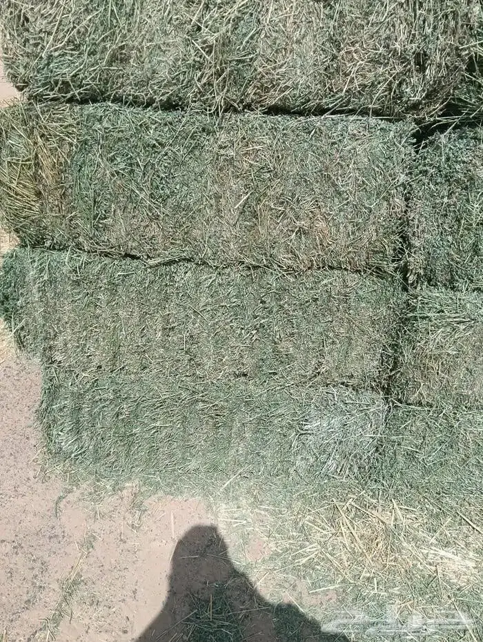 موجود برسيم. الكميه والعددمفتوح. الجوف. شيباء 0