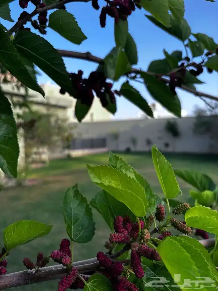 شاليه للأجار 10