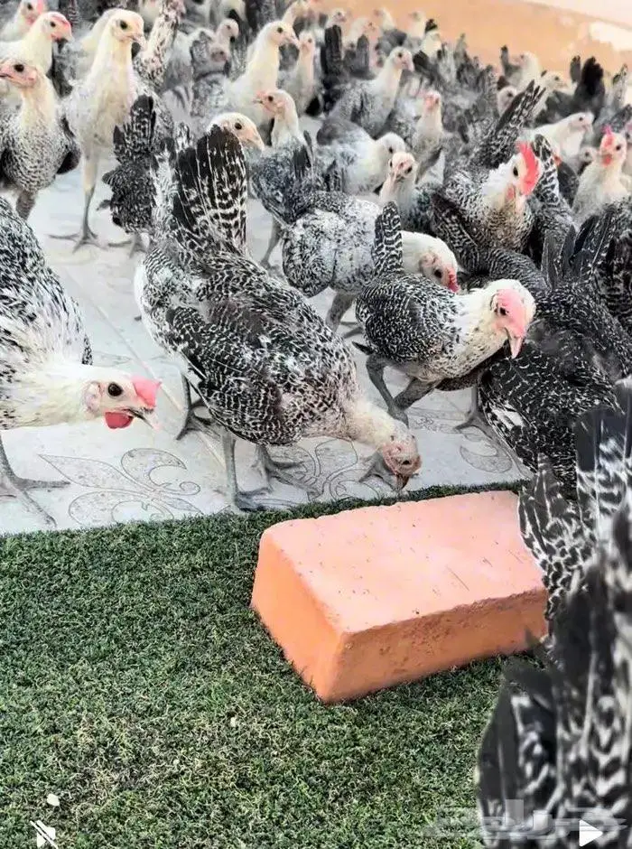 دجاج فيومي سلالة دم صافي جامبو 0