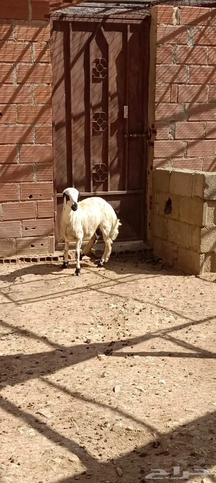 خروف رفيدي بلدي 1