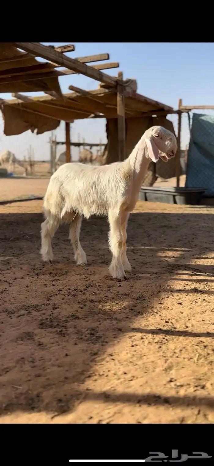 طليان صنف عمارها شهرين ونص 0
