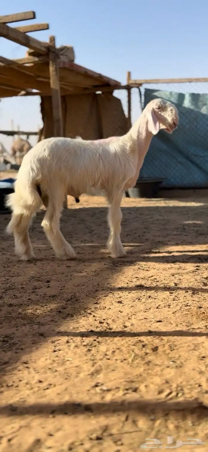 طليان صنف عمارها شهرين ونص 2