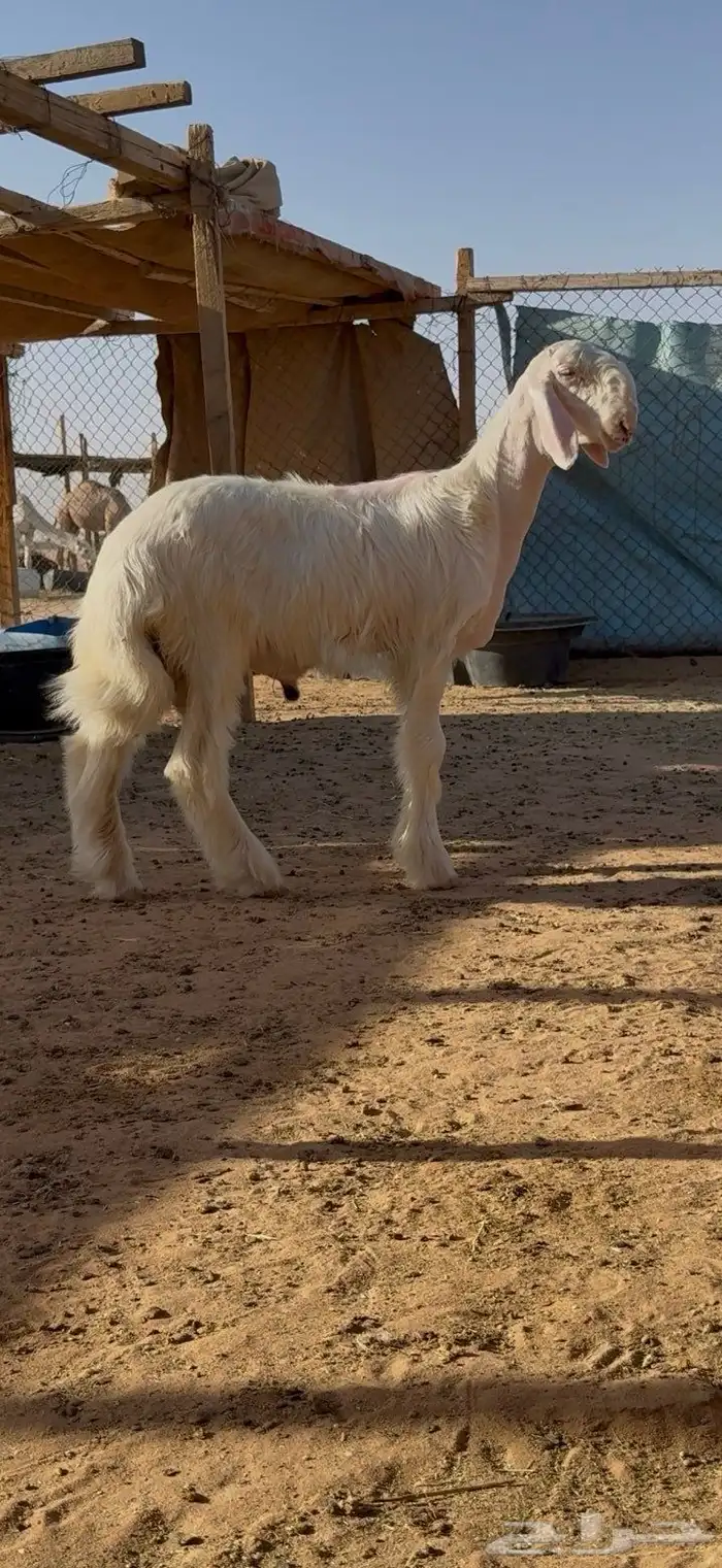 طليان صنف عمارها شهرين ونص 1