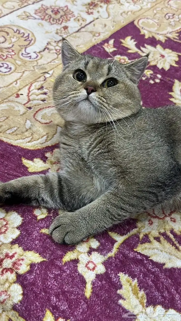 قطط 1