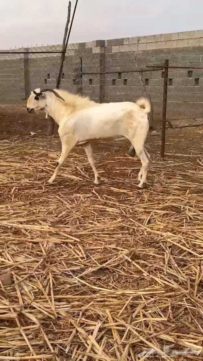 فحل بيشي اكحل فااخر 2