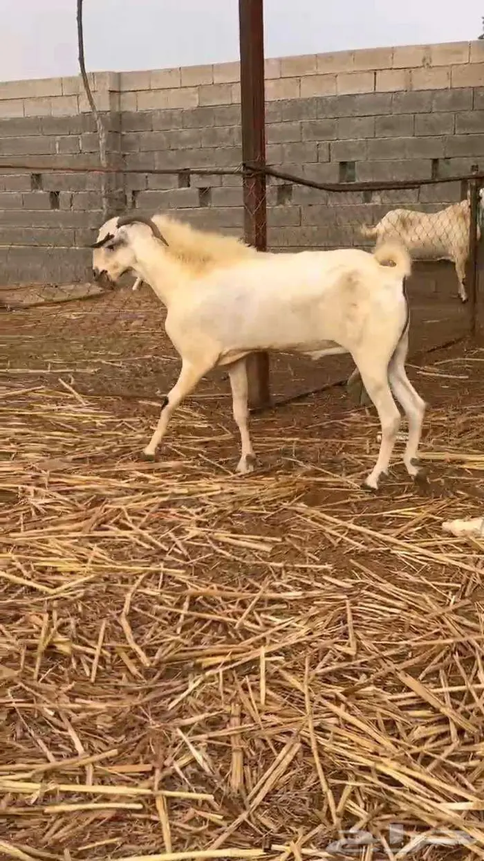 فحل بيشي اكحل فااخر 1