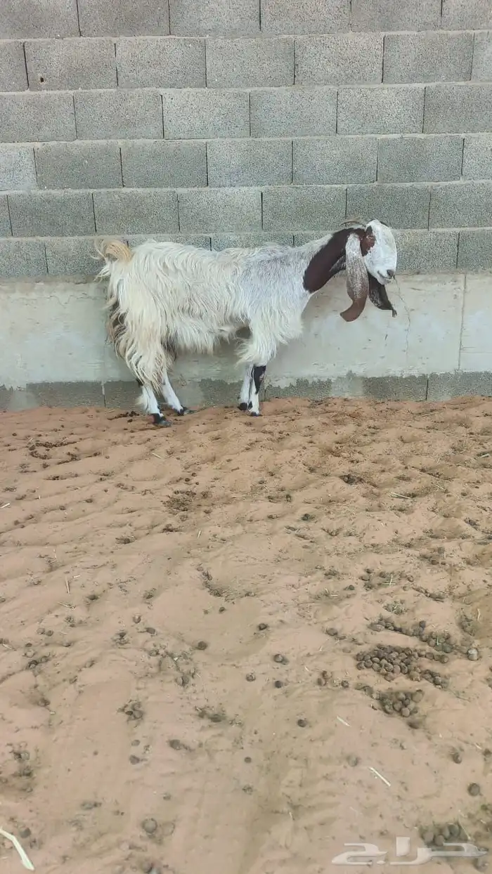 عنز مشروكة حليب وافر مره شرط و جايبه 3 0