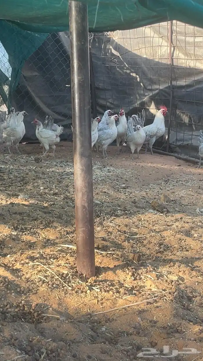 دجاج (تم البيع ) 0