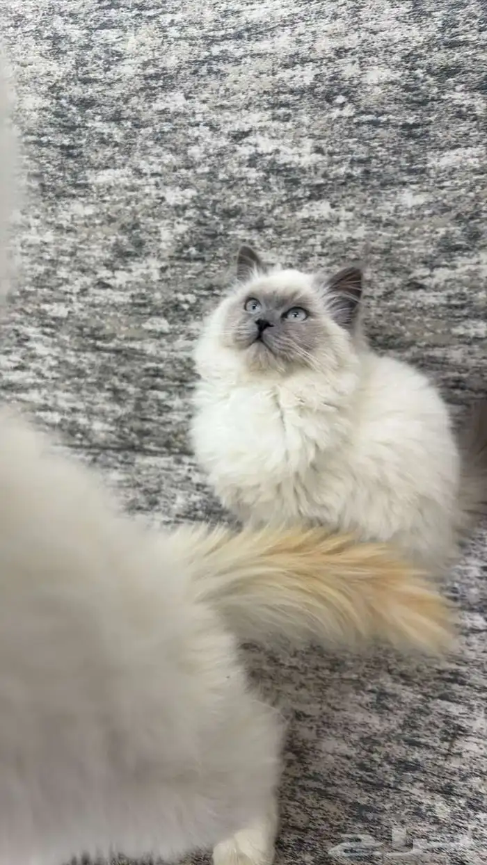 قطط هملايا 1