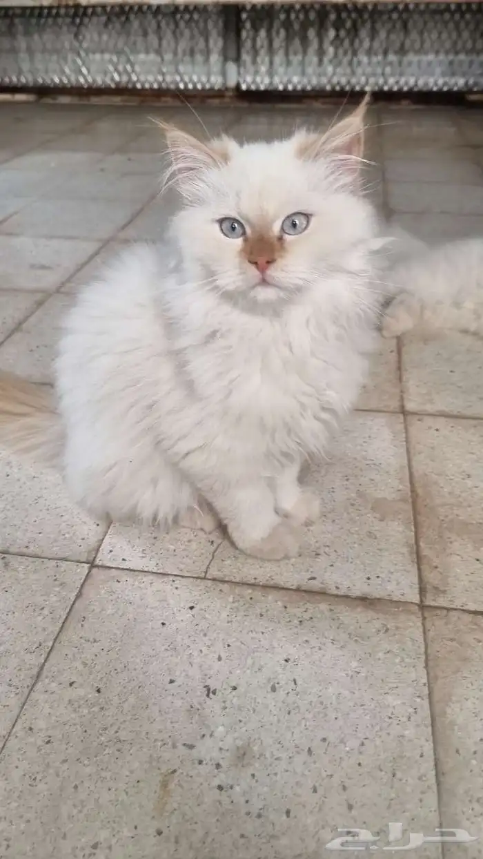 قطط هملايا 4