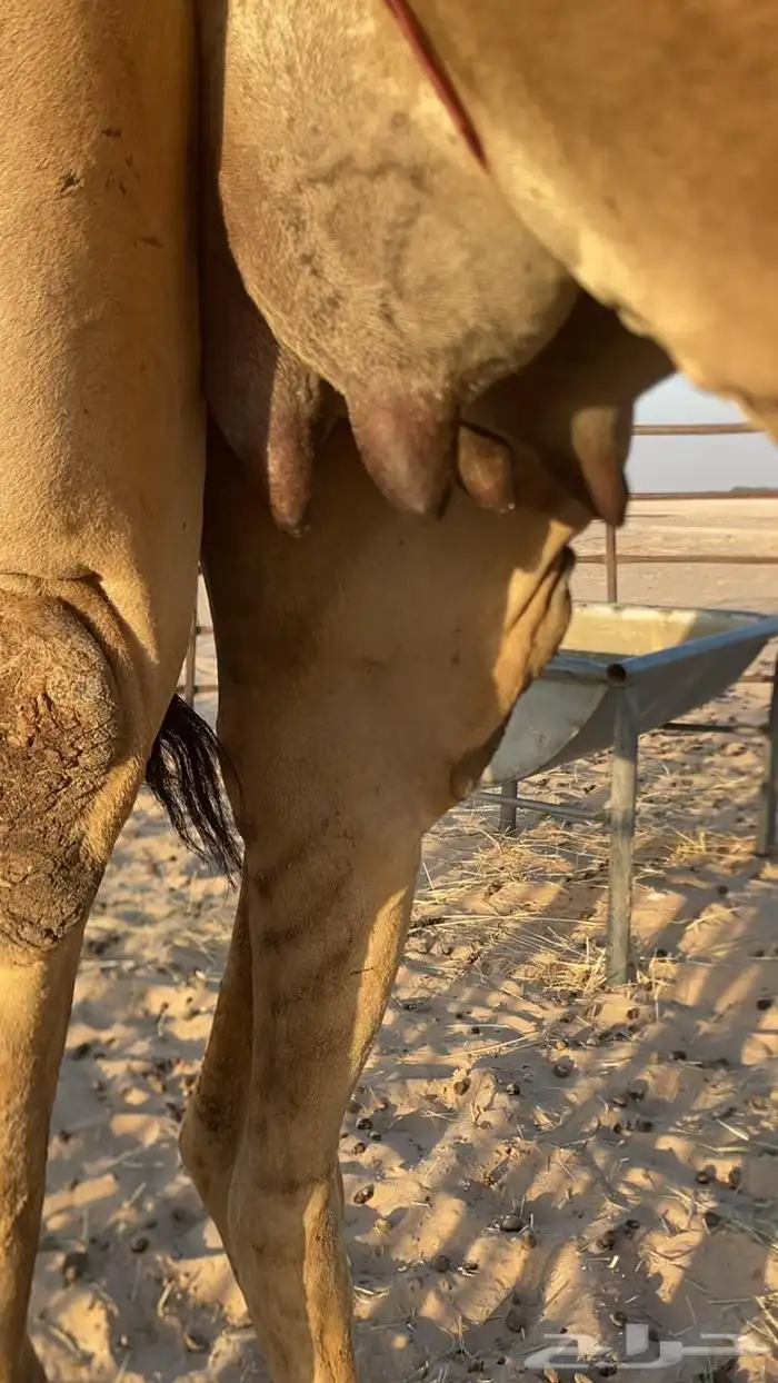 خلفه ذلول طيبه هديه هجن 0