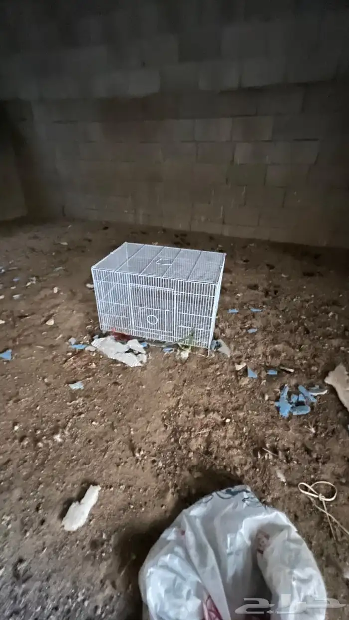 شبك عصافير للبيع 610 3