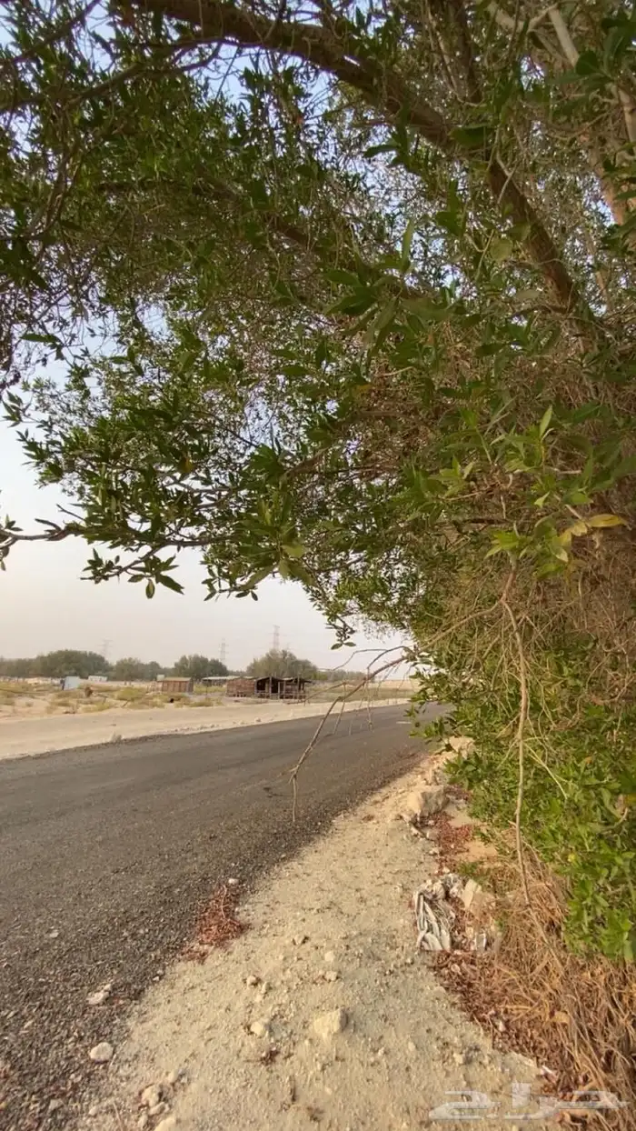 بدء. التاجير اراضي زراعية طريق الرياض الجبيل 6