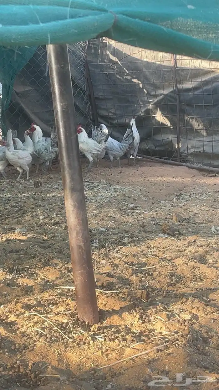 دجاج (تم البيع ) 2